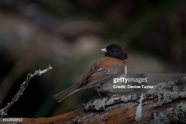 dark eyed junco perched on branch - jenco stock pictures, royalty-free photos & images