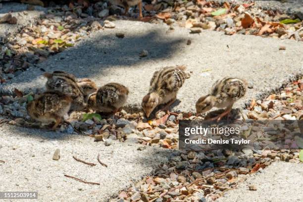 five quail chicks - common quail photos et images de collection