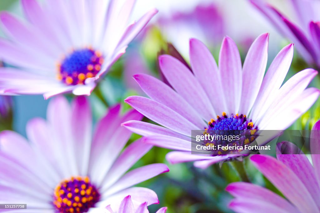 Purple cosmo daisies in spring