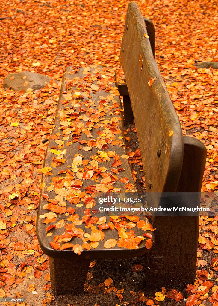 Autumn bench