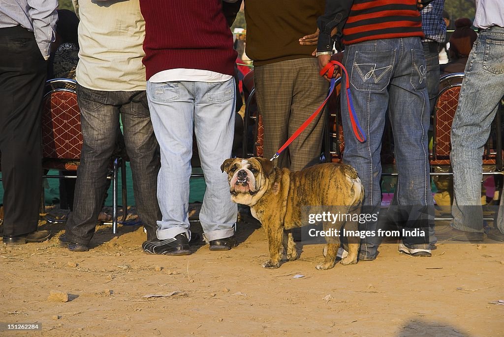 Bullying dog