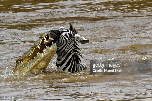crocodile attacking zebra in river - crocodile family stock-fotos und bilder
