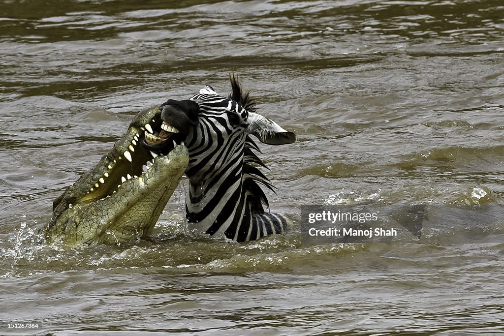 Crocodile attacking Zebra in river