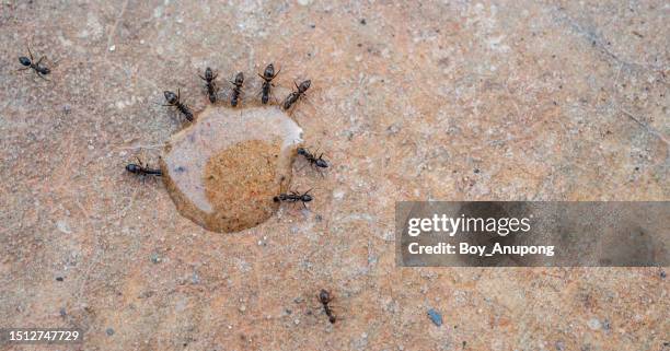 black ants eating liquid ant killer. the borax slowly kills the ants, leaving plenty of time for them to report back to their colony and spread the bait. - killing ants stock pictures, royalty-free photos & images