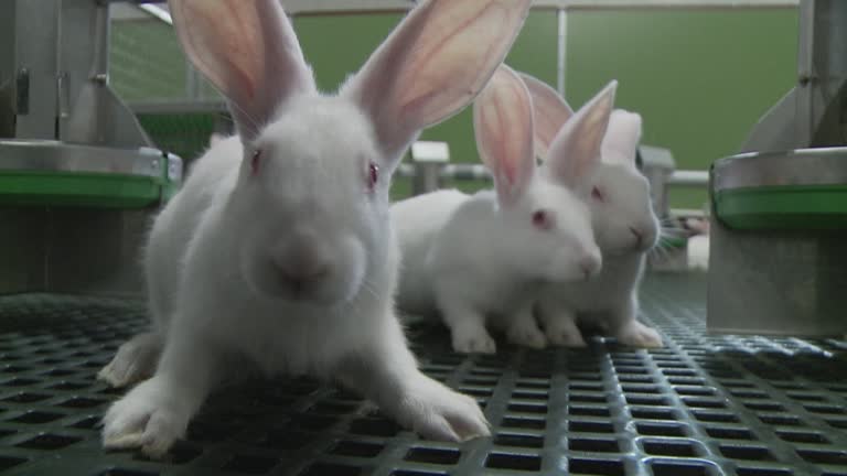Breeding Rabbit Pair 51 Rabbit Breeding Stock Videos, Footage, & 4K Video Clips - Getty Images