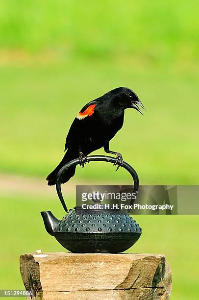 red winged blackbird - rotschulterstärling stock-fotos und bilder
