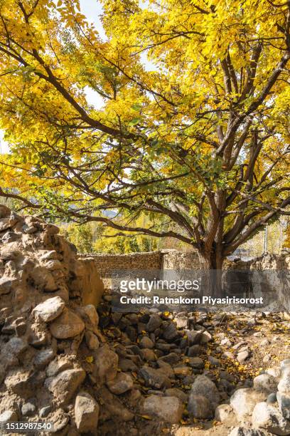 stone wall and colorful autumn trees in pakistan - gray green stock pictures, royalty-free photos & images