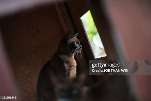 Myanmar-lifestyle-animals-cats,FEATURE by Kelly Macnamara This picture taken on August 5, 2012 shows a pedigree Burmese cat in an enclosure at the...