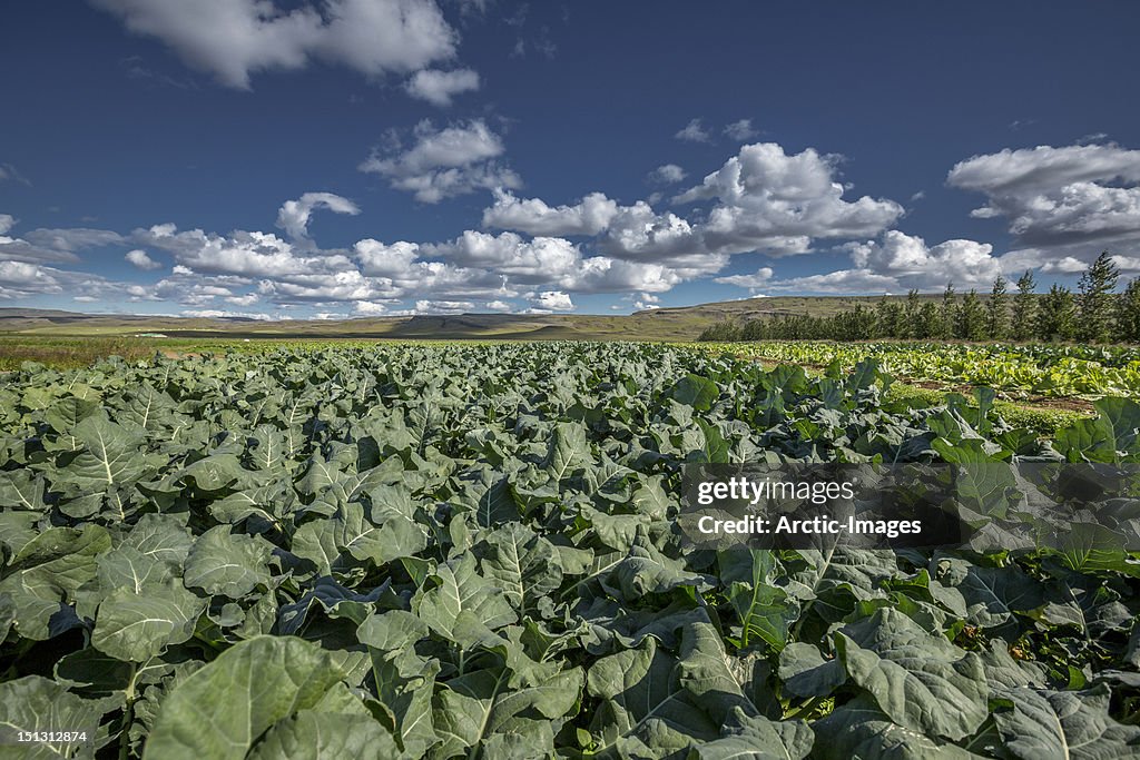 Field of Turnips, Iceland