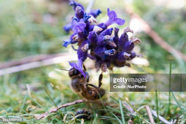 Bee is seen foraging nectar from lavender in a garden in Warsaw, Poland on 07 July, 2023. Researchers at the University of Sheffield have published...