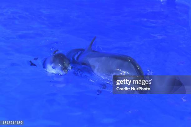 Dolphin and her baby are being seen at the Guizhou Longchuan Polar Ocean World Park in Guiyang, Guizhou province, China, on July 8, 2023. On the same...