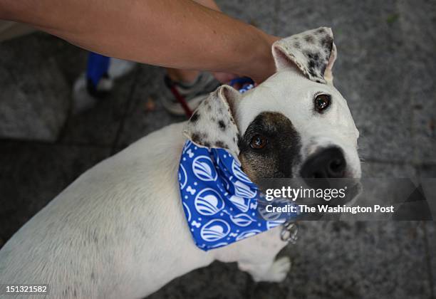 Noli, owned by William McKee of Charlotte wears a new democratic bandana that was purchased during CarolinaFest on Sept 3 as the city of Charlotte,...