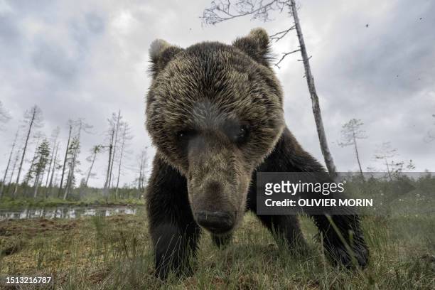 Brown bear looks for food in the Finnish taiga in Hukkajarvi area, Eastern Finland, near Russian border, on July 4, 2023.