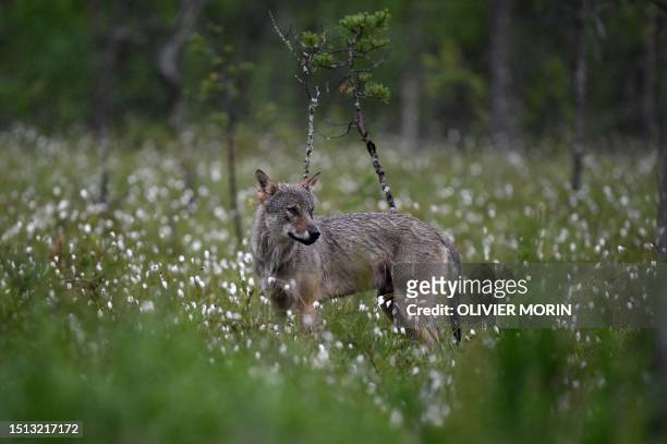 Young alpha male wolf , looks for food in the Finnish taiga in Hukkajarvi area, Eastern Finland near Russian border, on July 5, 2023.