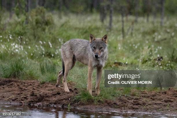 Young alpha male wolf , looks for food in the Finnish taiga in Hukkajarvi area, Eastern Finland near Russian border, on July 4, 2023.