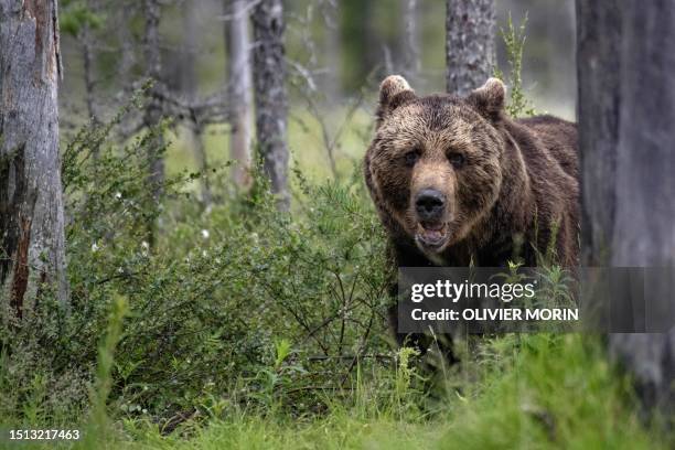 Brown bear looks for food in the Finnish taiga in Hukkajarvi area, Eastern Finland near Russian border, on July 4, 2023.