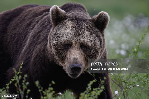 Brown bear looks for food in the Finnish taiga in Hukkajarvi area, Eastern Finland near Russian border, on July 4, 2023.