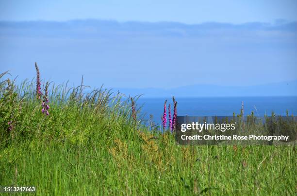 a view of the sea - digitalis alba stock pictures, royalty-free photos & images