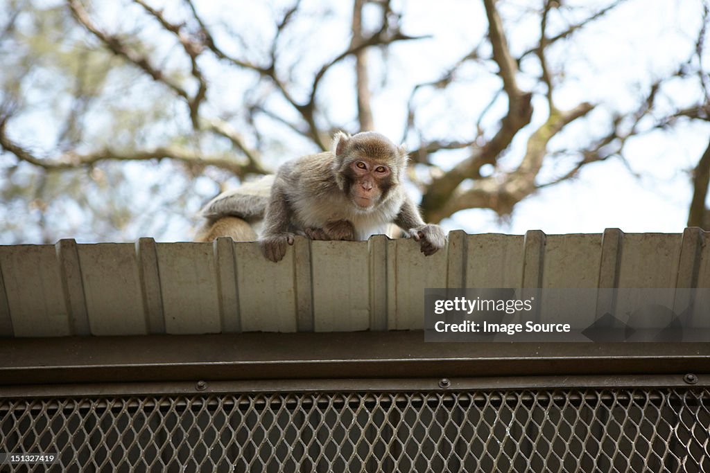 Wild long tailed macaque on roof, low angle