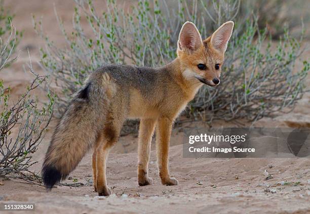 cape fox, kgalagadi transfrontier park, africa - fox bildbanksfoton och bilder