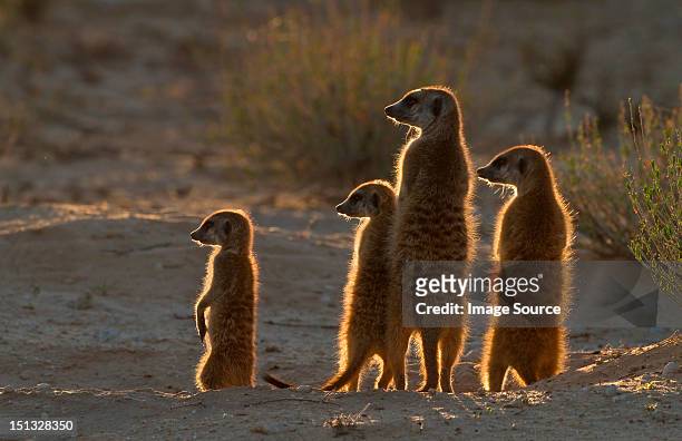 meerkats catching the morning sun, kgalagadi transfrontier park, africa - suricate photos et images de collection