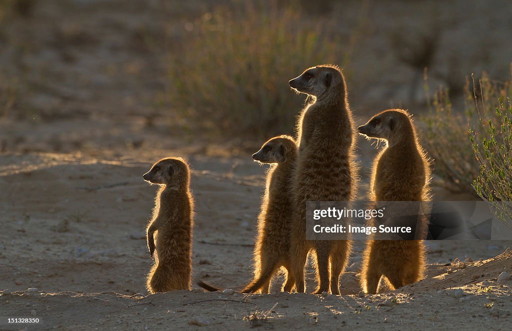 Meerkats catching the morning sun, Kgalagadi Transfrontier Park, Africa