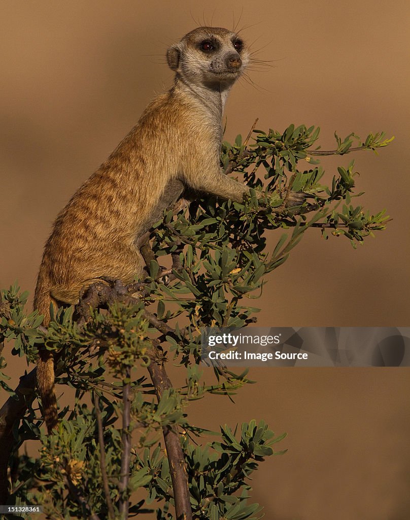 Meerkat on lookout, Kgalagadi Transfrontier Park, Africa