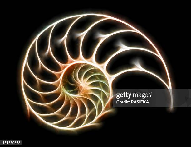 sectioned shell of a nautilus - nautilus stock illustrations