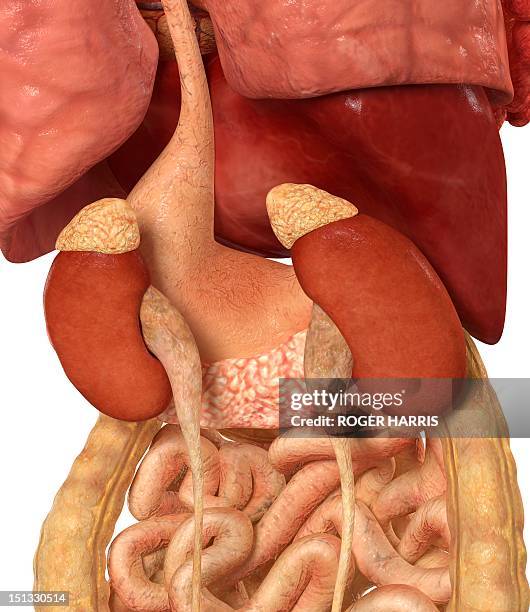 Healthy Kidneys Artwork, Stockfoto