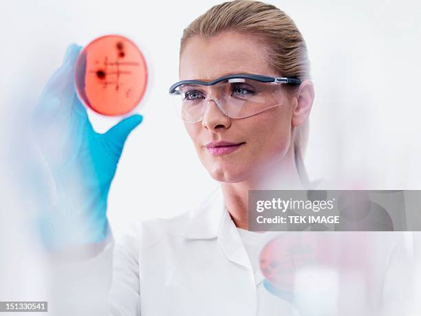 microbiologist examining cultures - microbiologist fotografías e imágenes de stock