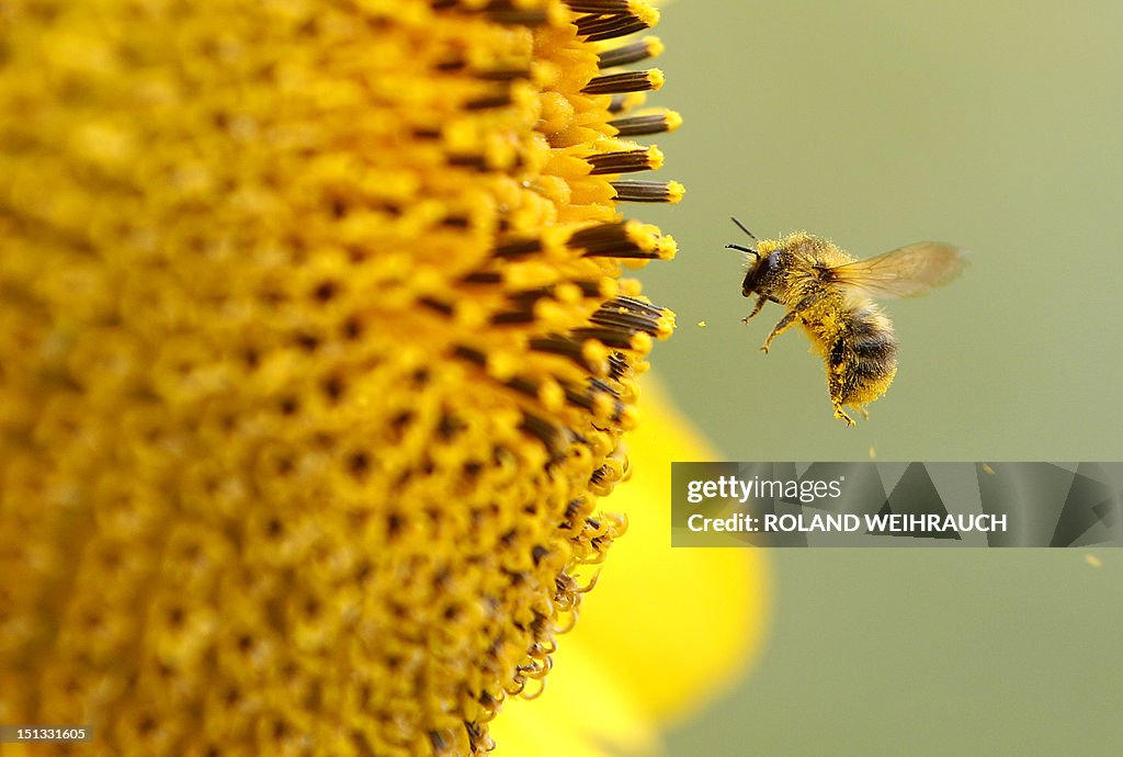 GERMANY-WEATHER-ANIMALS-BEE-FEATURE