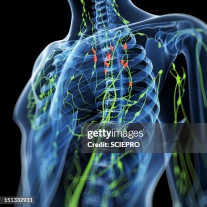 Lymph Infection Inflamed Lymph Nodes Artwork High-Res Vector Graphic - Getty Images