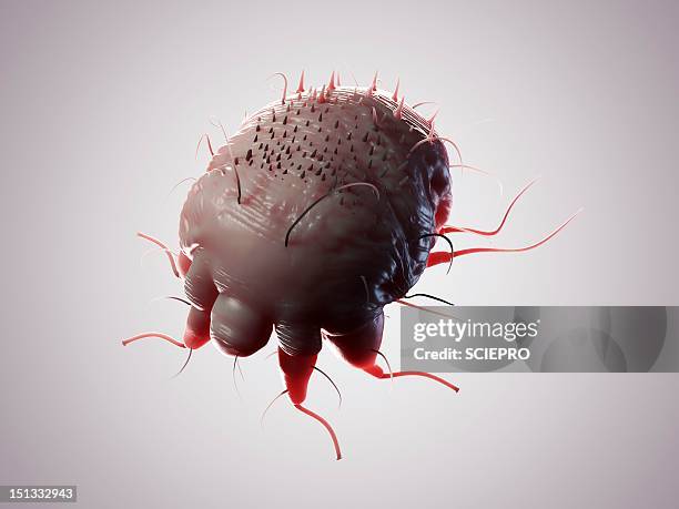 illustrazioni stock, clip art, cartoni animati e icone di tendenza di scabies mite, artwork - acaro