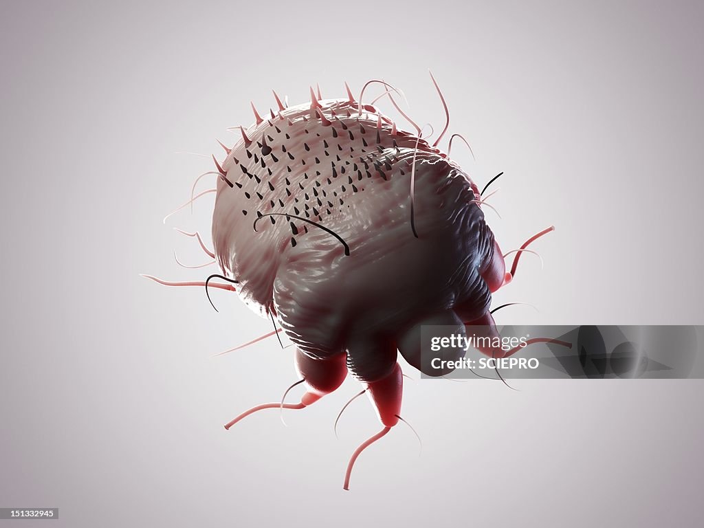 Scabies mite, artwork