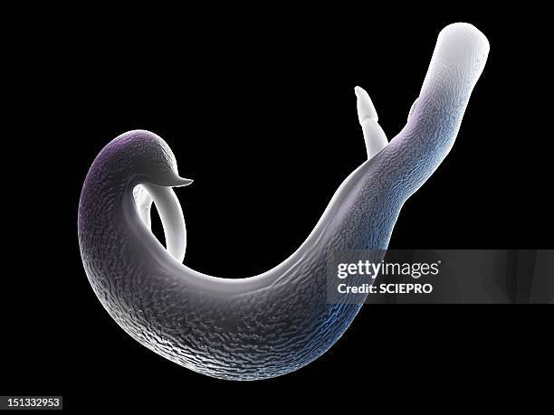 schistosome fluke, artwork - schistosoma stock illustrations