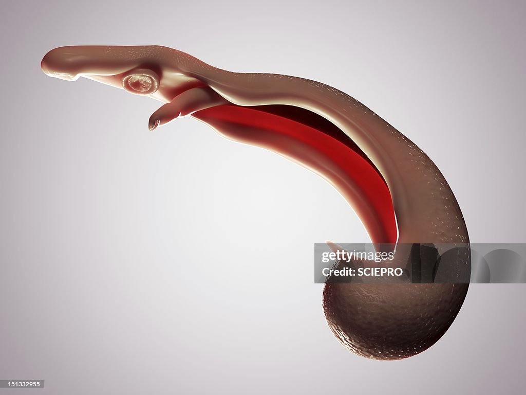 Schistosome fluke, artwork