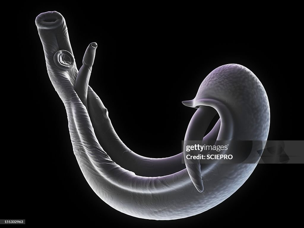 Schistosome fluke, artwork