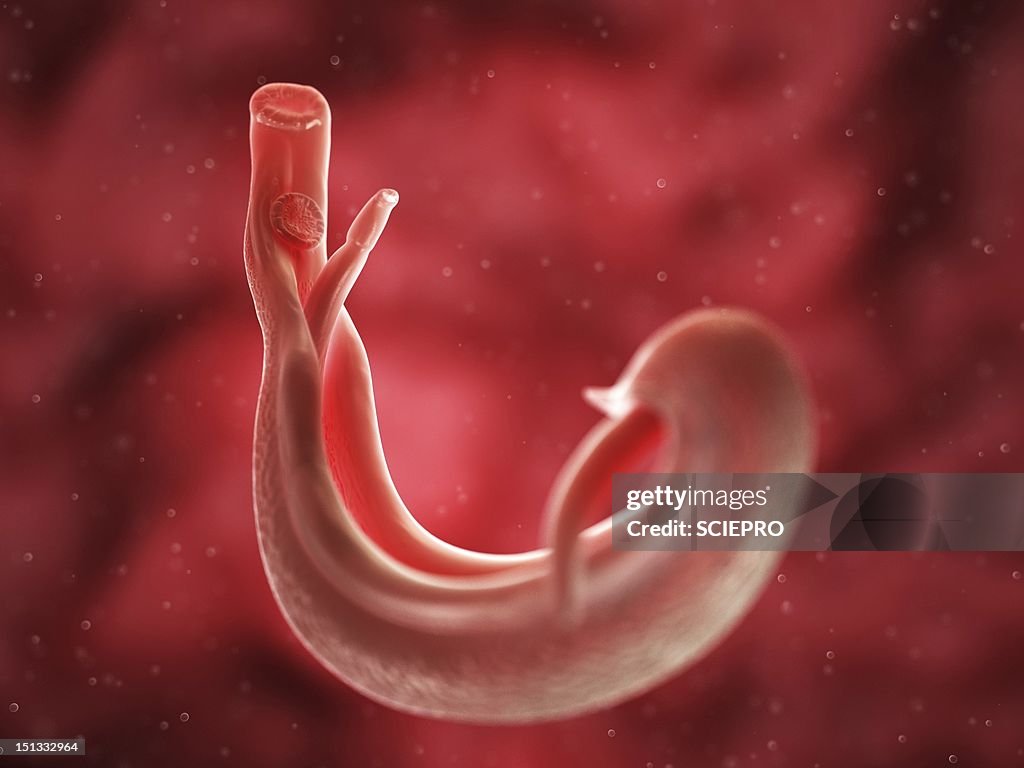 Schistosome fluke, artwork