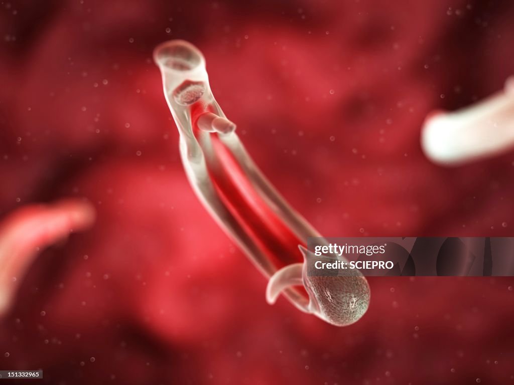 Schistosome fluke, artwork