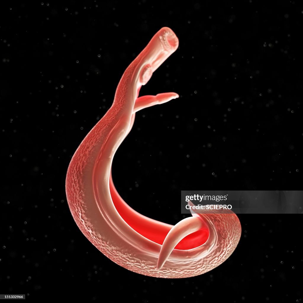 Schistosome fluke, artwork