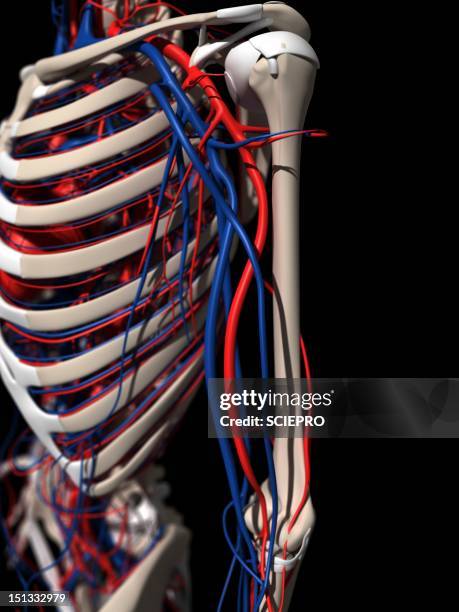 Mid Section View Of A Human Skeleton Photos and Premium High Res ...