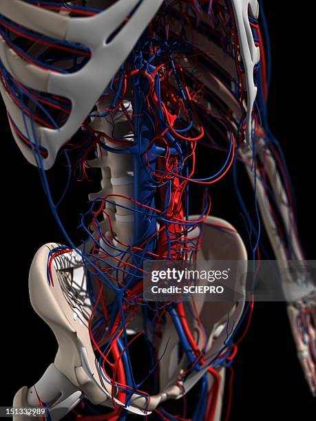 Mid Section View Of A Human Skeleton Photos and Premium High Res ...