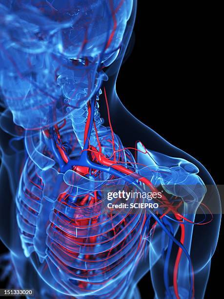 Ycipta Human Anatomy Artwork High-Res Vector Graphic - Getty Images