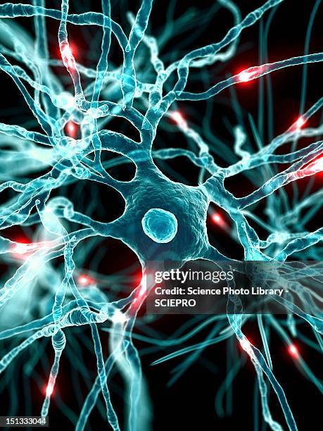 stockillustraties, clipart, cartoons en iconen met nerve cells, artwork - menselijk zenuwstelsel