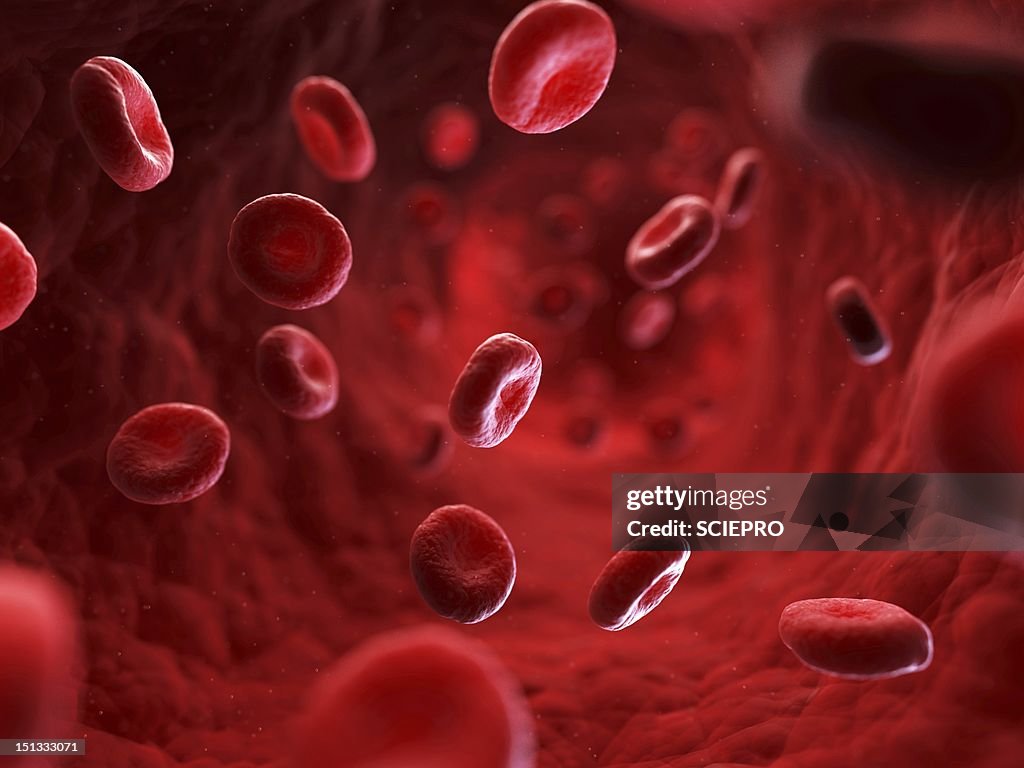 Red blood cells, artwork