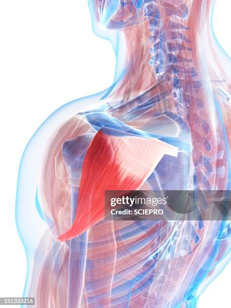 Shoulder Stack Anatomy Of Shoulder Photos and Premium High Res Pictures - Getty Images