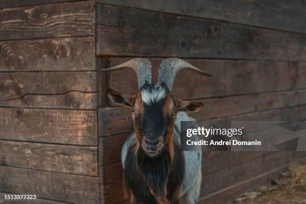 Farm in Italy. rural life. Voghera, Lombardy. Cowboyland Amusement park in Italy.