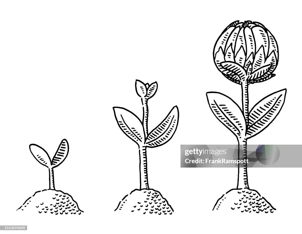 Growing Drawing Three Steps Plant Seed Growth Drawing High-Res Vector Graphic - Getty ...