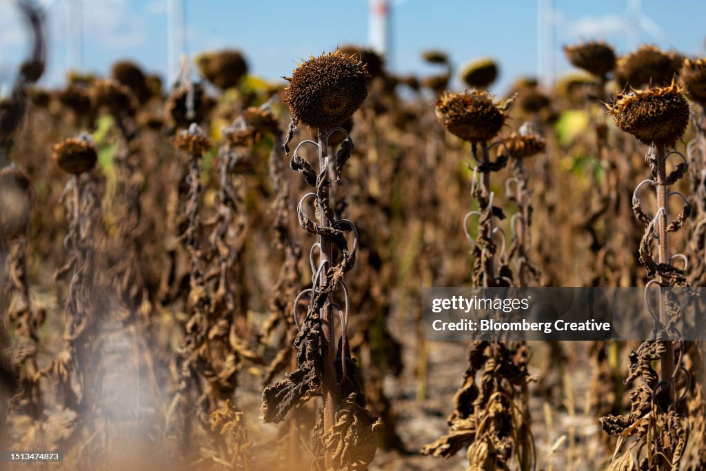 A Field Of Dried Sunflowers