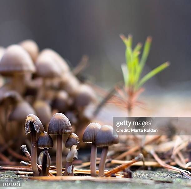 mushrooms - soria fotografías e imágenes de stock